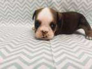 Bulldog Puppy for sale in Vinita, OK, USA