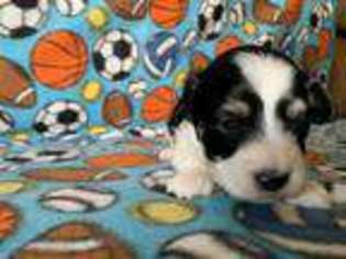 Havanese Puppy for sale in Brainerd, MN, USA