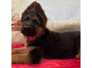 German Shepherd Dog Puppy for sale in Yorkville, IL, USA
