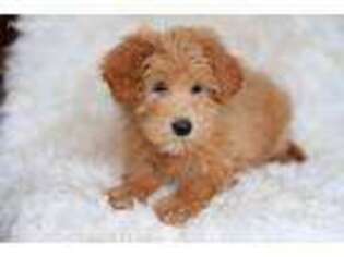 Goldendoodle Puppy for sale in North Vernon, IN, USA