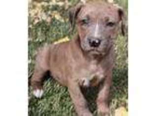 American Bulldog Puppy for sale in Spokane, WA, USA
