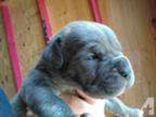 Cane Corso Puppy for sale in SPRING, TX, USA