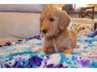 Goldendoodle Puppy for sale in Corvallis, OR, USA