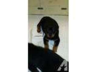 Rottweiler Puppy for sale in ELBURN, IL, USA