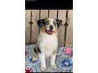 Australian Shepherd Puppy for sale in Moody, MO, USA