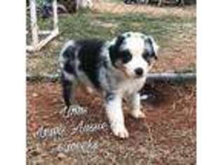 Australian Shepherd Puppy for sale in Dibble, OK, USA