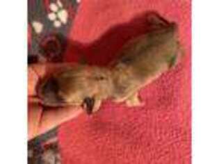 Dachshund Puppy for sale in Weaverville, NC, USA