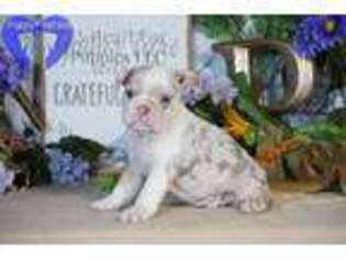 Bulldog Puppy for sale in Bristol, IN, USA