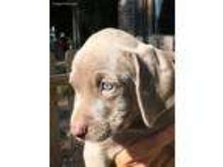 Weimaraner Puppy for sale in Watkinsville, GA, USA