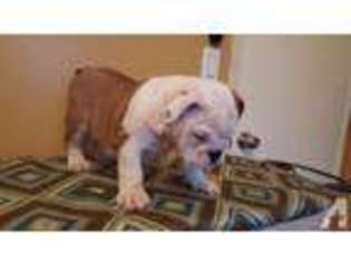 Bulldog Puppy for sale in WHITTIER, CA, USA