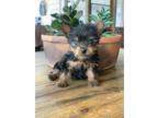 Yorkshire Terrier Puppy for sale in Church Point, LA, USA