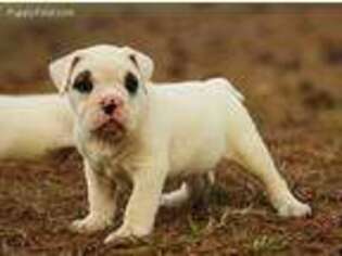 Bulldog Puppy for sale in Pell City, AL, USA