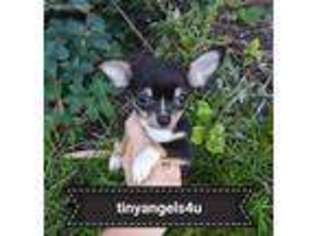 Chihuahua Puppy for sale in Salem, UT, USA