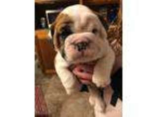 Bulldog Puppy for sale in Lyons Falls, NY, USA