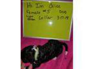 Mutt Puppy for sale in Brownsburg, IN, USA