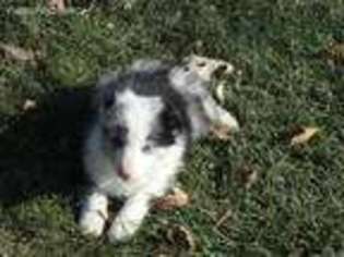 Border Collie Puppy for sale in Glencoe, MN, USA