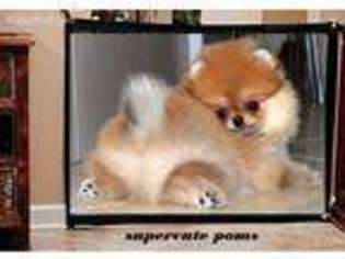 Pomeranian Puppy for sale in Charlotte, VT, USA