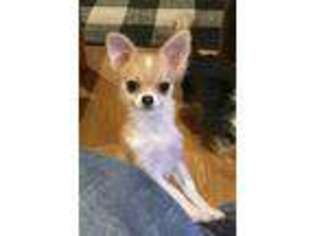 Chihuahua Puppy for sale in Lake George, NY, USA