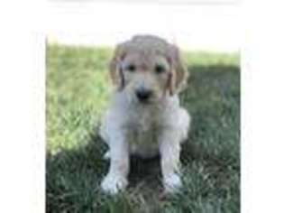 Goldendoodle Puppy for sale in Trabuco Canyon, CA, USA