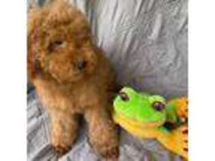 Mutt Puppy for sale in Milltown, IN, USA