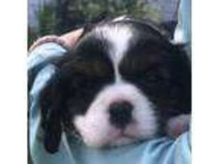 Cavalier King Charles Spaniel Puppy for sale in Lake Placid, FL, USA