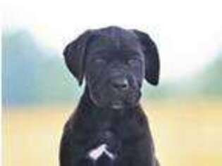 Cane Corso Puppy for sale in Fayetteville, NC, USA