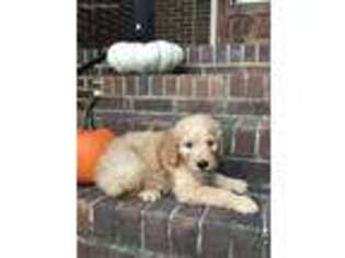 Goldendoodle Puppy for sale in Trenton, GA, USA