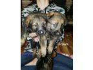 German Shepherd Dog Puppy for sale in Linwood, MI, USA
