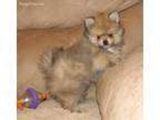 Pomeranian Puppy for sale in Billings, MO, USA