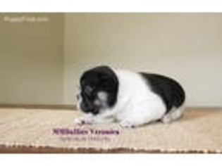 French Bulldog Puppy for sale in Newport Coast, CA, USA
