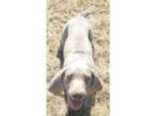 Weimaraner Puppy for sale in Peyton, CO, USA