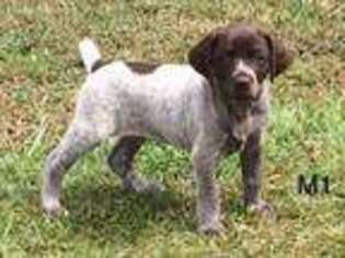 German Shorthaired Pointer Puppy for sale in Kiln, MS, USA