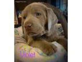Labrador Retriever Puppy for sale in Owensboro, KY, USA