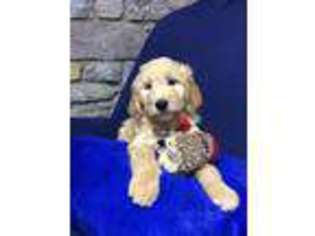 Goldendoodle Puppy for sale in Jamestown, KY, USA