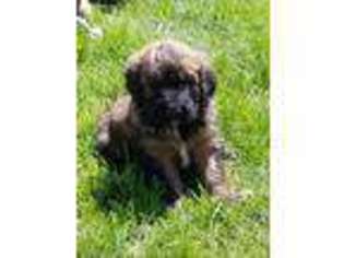Saint Berdoodle Puppy for sale in Colo, IA, USA