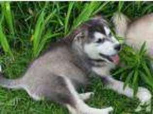Alaskan Malamute Puppy for sale in LITCHFIELD, MI, USA
