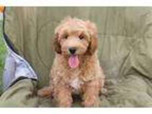 Goldendoodle Puppy for sale in Wauseon, OH, USA