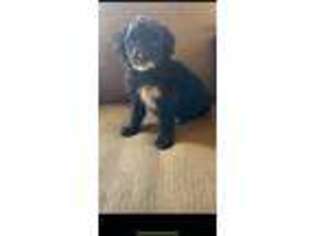 Mutt Puppy for sale in Gridley, CA, USA