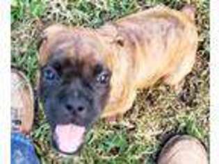 Boxer Puppy for sale in Concord, VA, USA