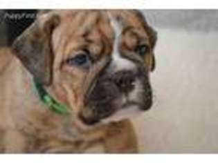 Olde English Bulldogge Puppy for sale in Wheeling, IL, USA