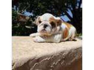 Bulldog Puppy for sale in Irvine, CA, USA