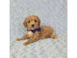 Mutt Puppy for sale in Belleview, FL, USA