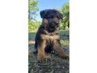 German Shepherd Dog Puppy for sale in Natalia, TX, USA