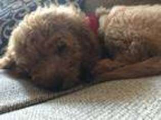 Goldendoodle Puppy for sale in Brentwood, TN, USA