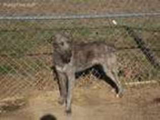 Irish Wolfhound Puppy for sale in Marion, KY, USA