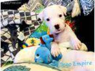 Dogo Argentino Puppy for sale in Kissimmee, FL, USA