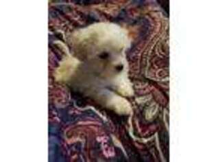 Mutt Puppy for sale in Rhome, TX, USA
