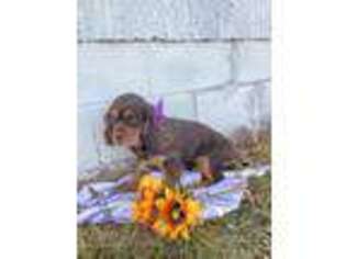 Cavalier King Charles Spaniel Puppy for sale in Alamosa, CO, USA