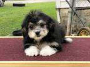 Havanese Puppy for sale in Georgetown, OH, USA