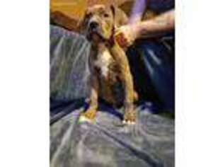 American Bulldog Puppy for sale in Kansas City, KS, USA